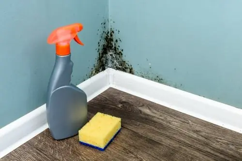 Why Mold Shows Up Two Weeks After the Leak Is Fixed