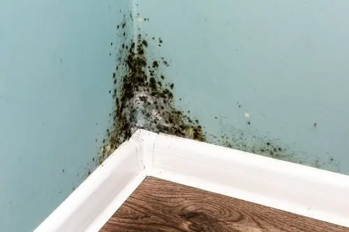 Mold Remediation & Prevention